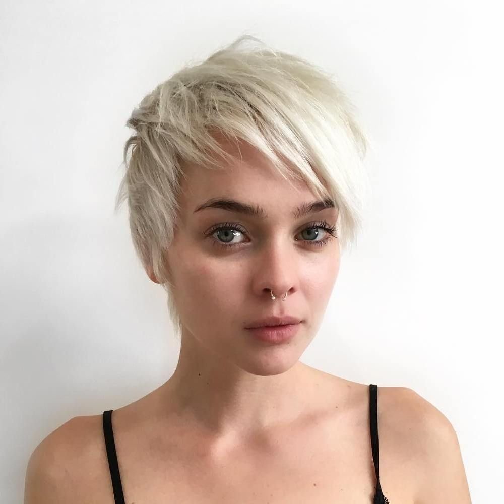 Pixie Bob