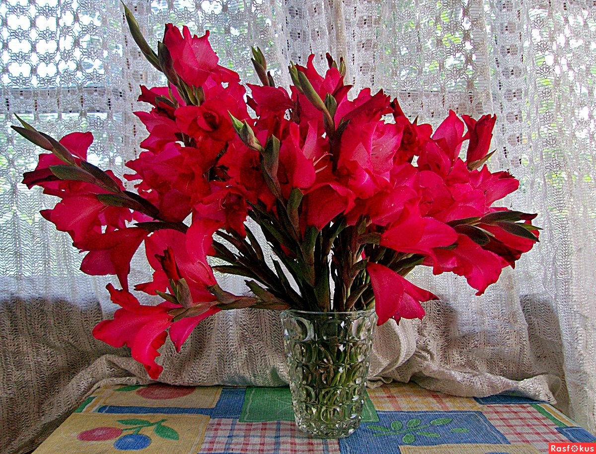 Гладиолус Фудзияма