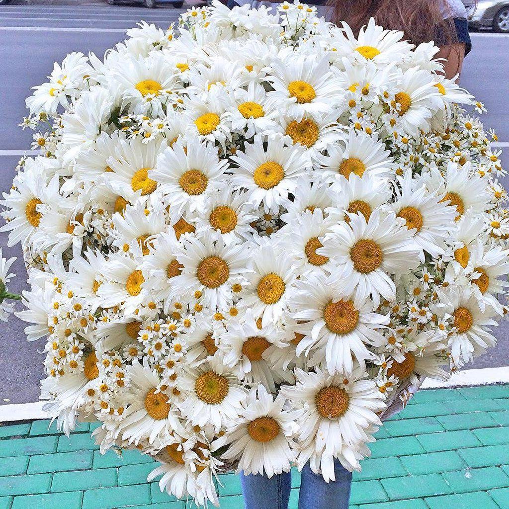 Шикарный букет ромашек