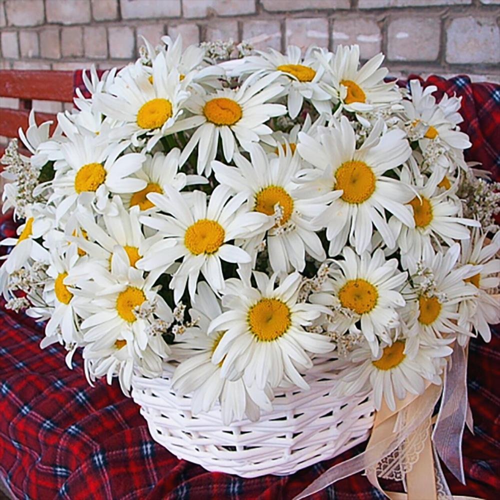 Красивый букет из ромашек