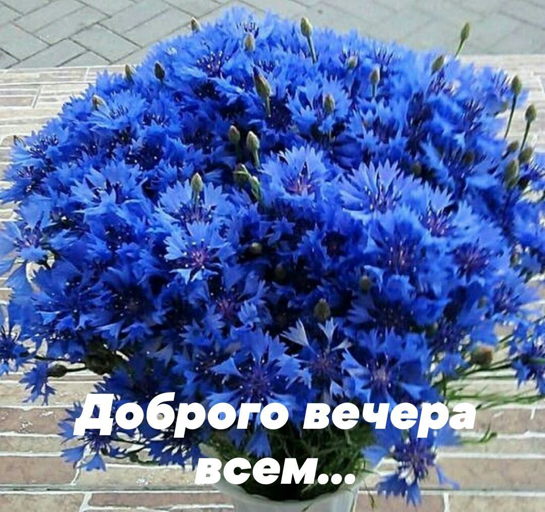 Василек цветы