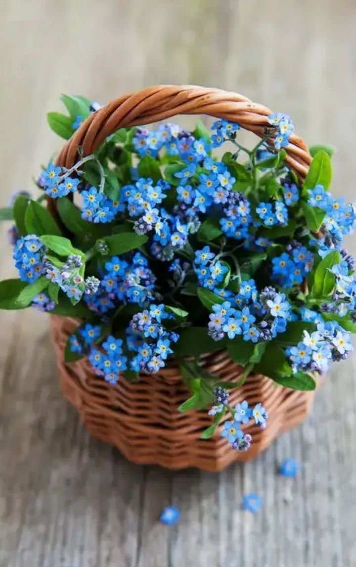 Незабудка Альпийская синяя корзинка