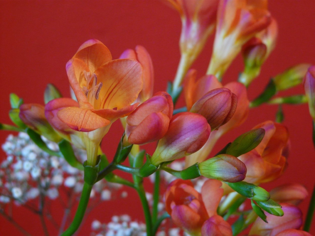 Фрезия (Freesia)