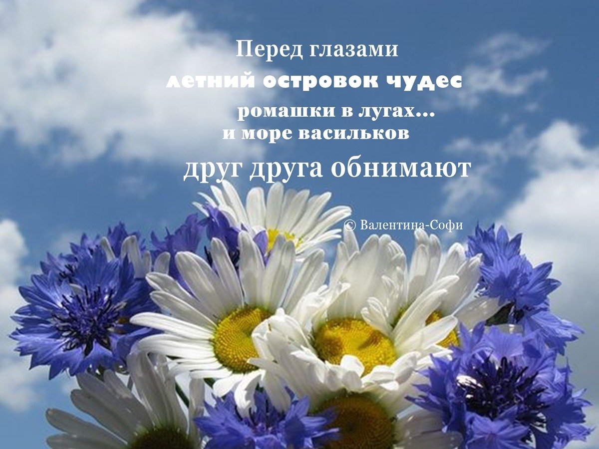 Ромашки и васильки