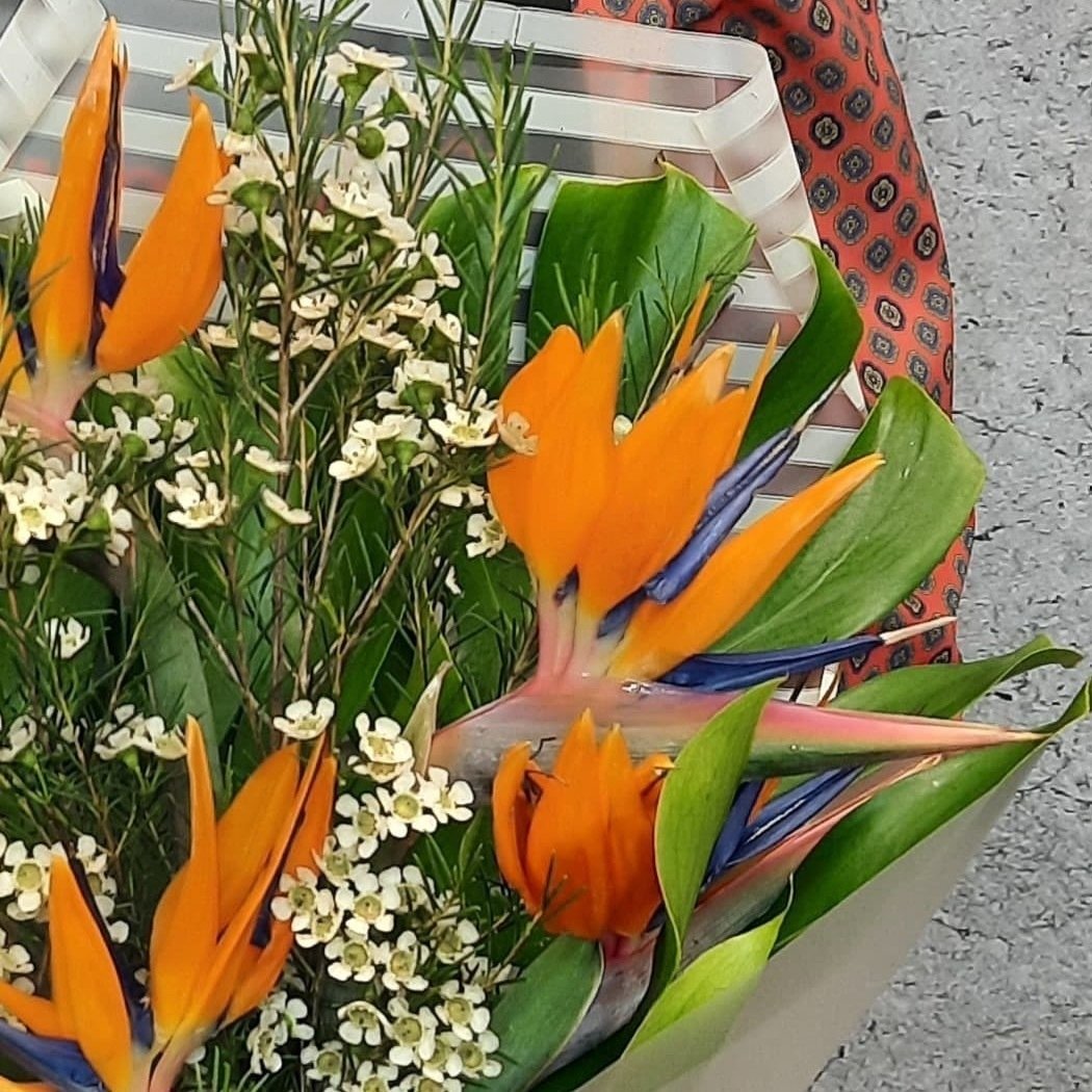 Цветок-Банксия протея /Protea/