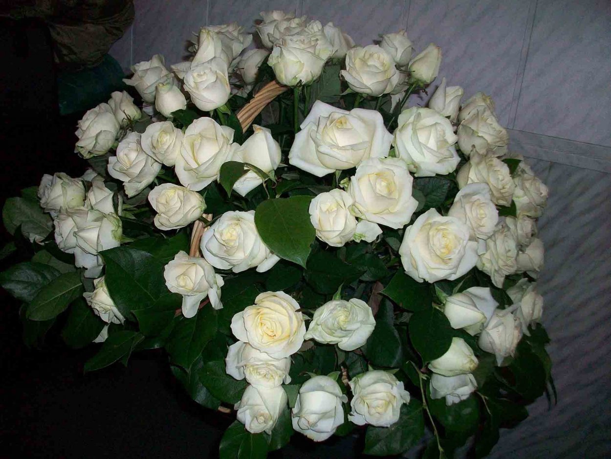 Белые розы в комнате