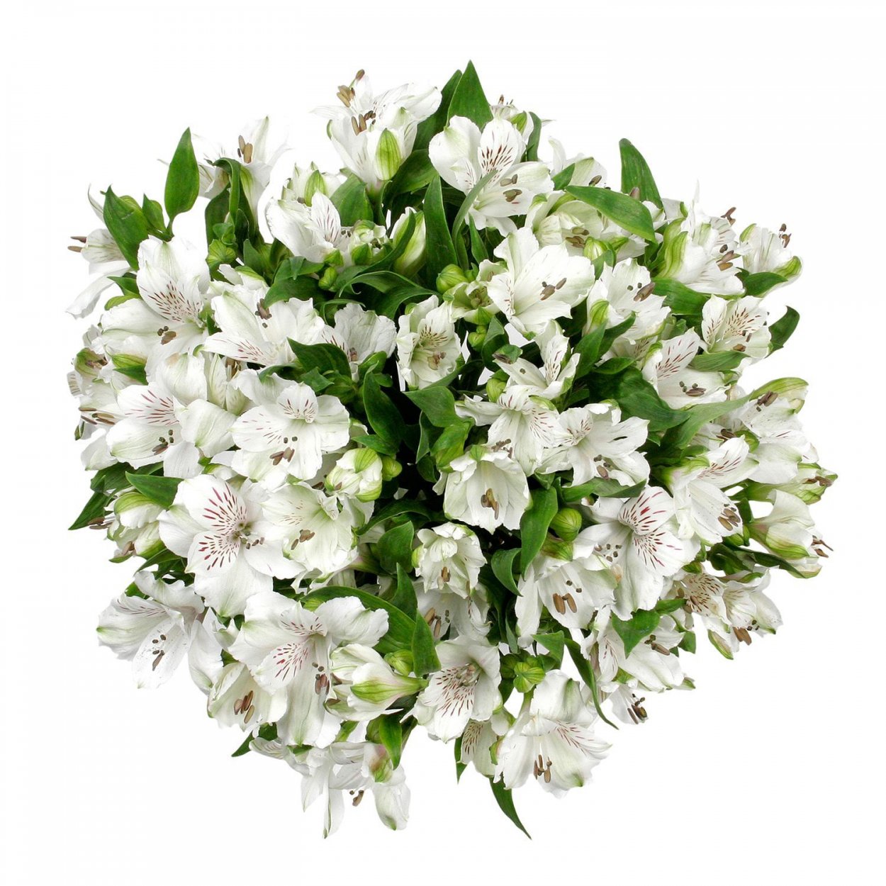 Alstroemeria White