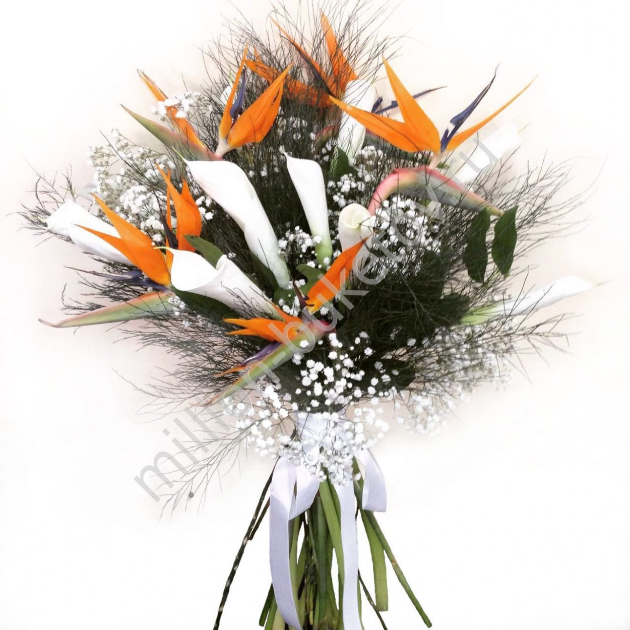 Стрелиция (Strelitzia)