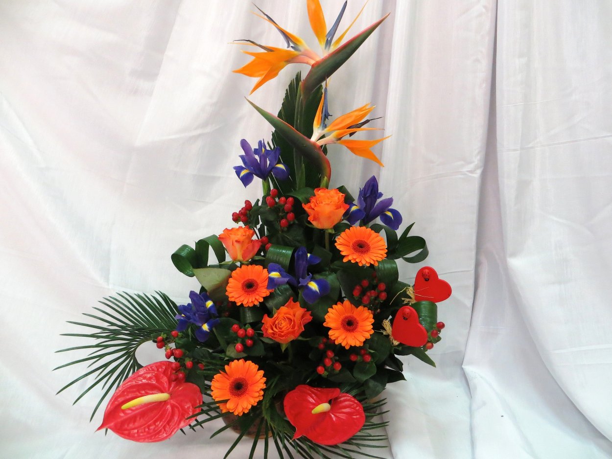 Стрелиция Strelitzia caudata