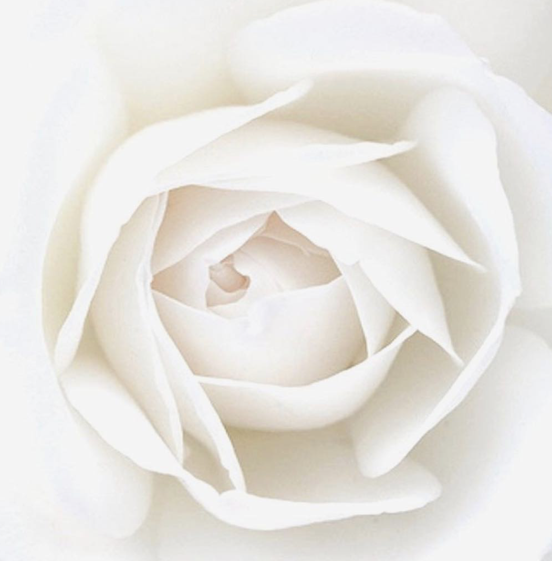 Белая картинка. Белые цветы. Белые розы.