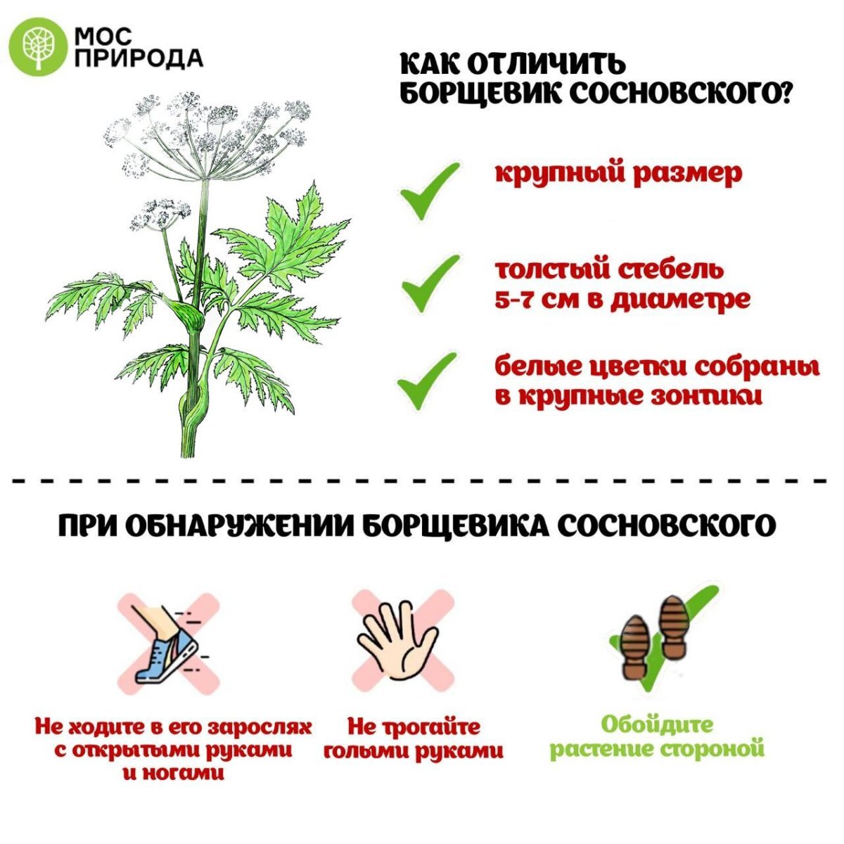 Опасные растения России