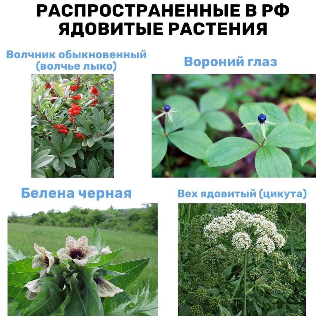 Борщевик ядовитое растение для детей