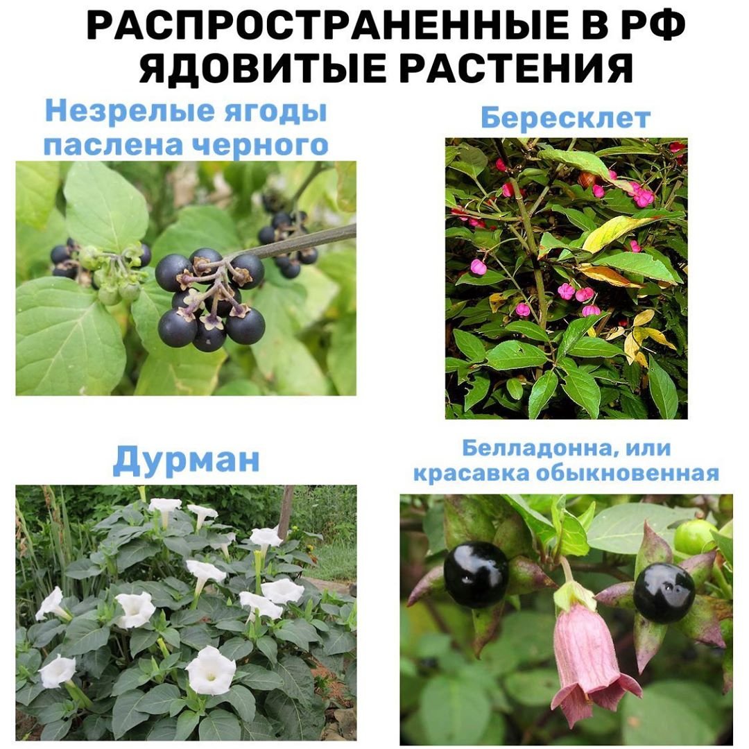 Несъедобные Лесные ягоды Южный Урал