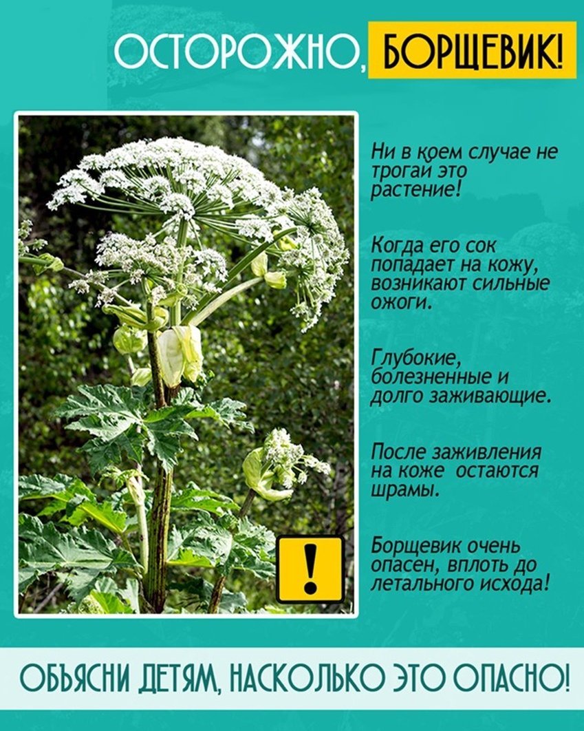 Ядовитые травы названия