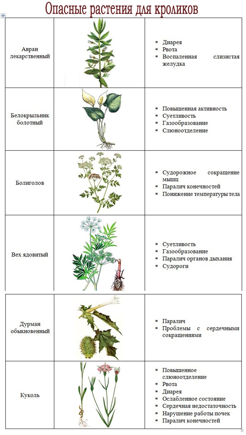 Памятка ядовитые растения