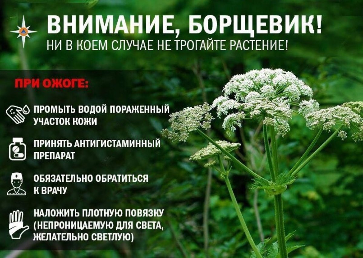 Борщевик силуэт