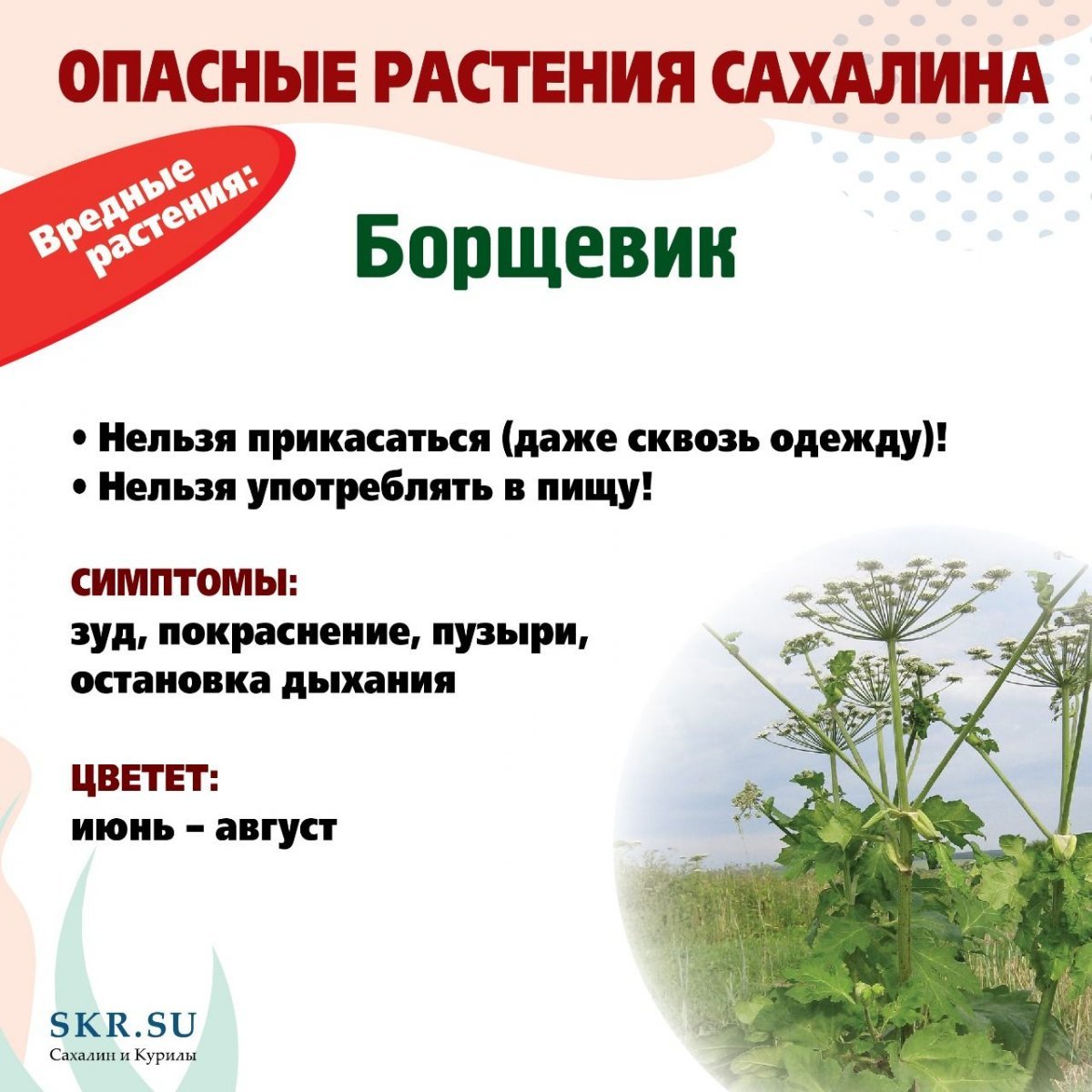 Красивые но смертельно ядовитые цветы