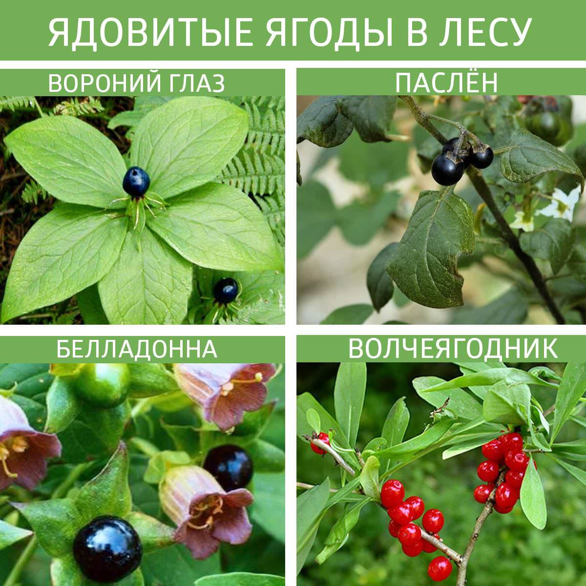 Лекарственные растения постеры