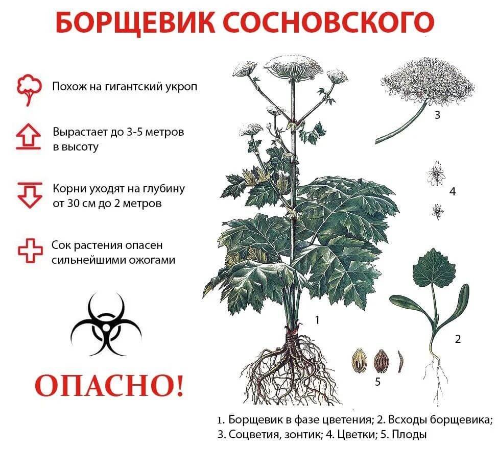 Ядовитые растения