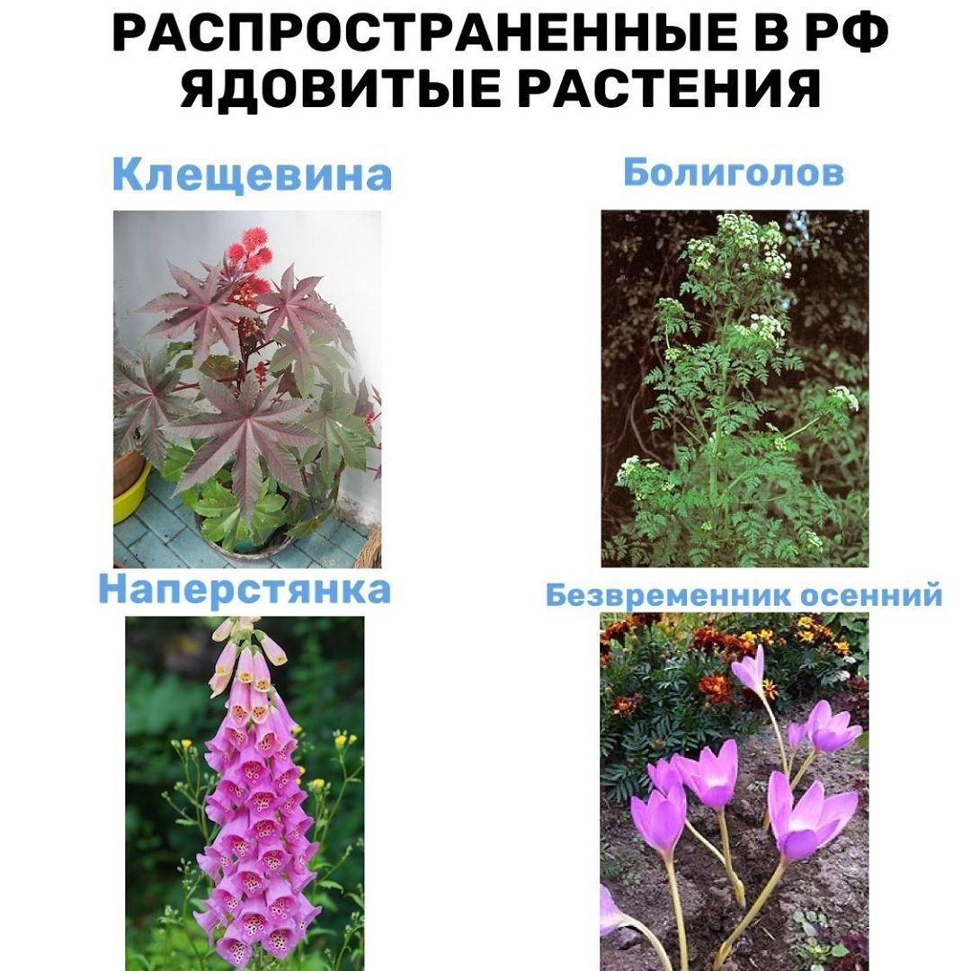 Борщевик строение растения