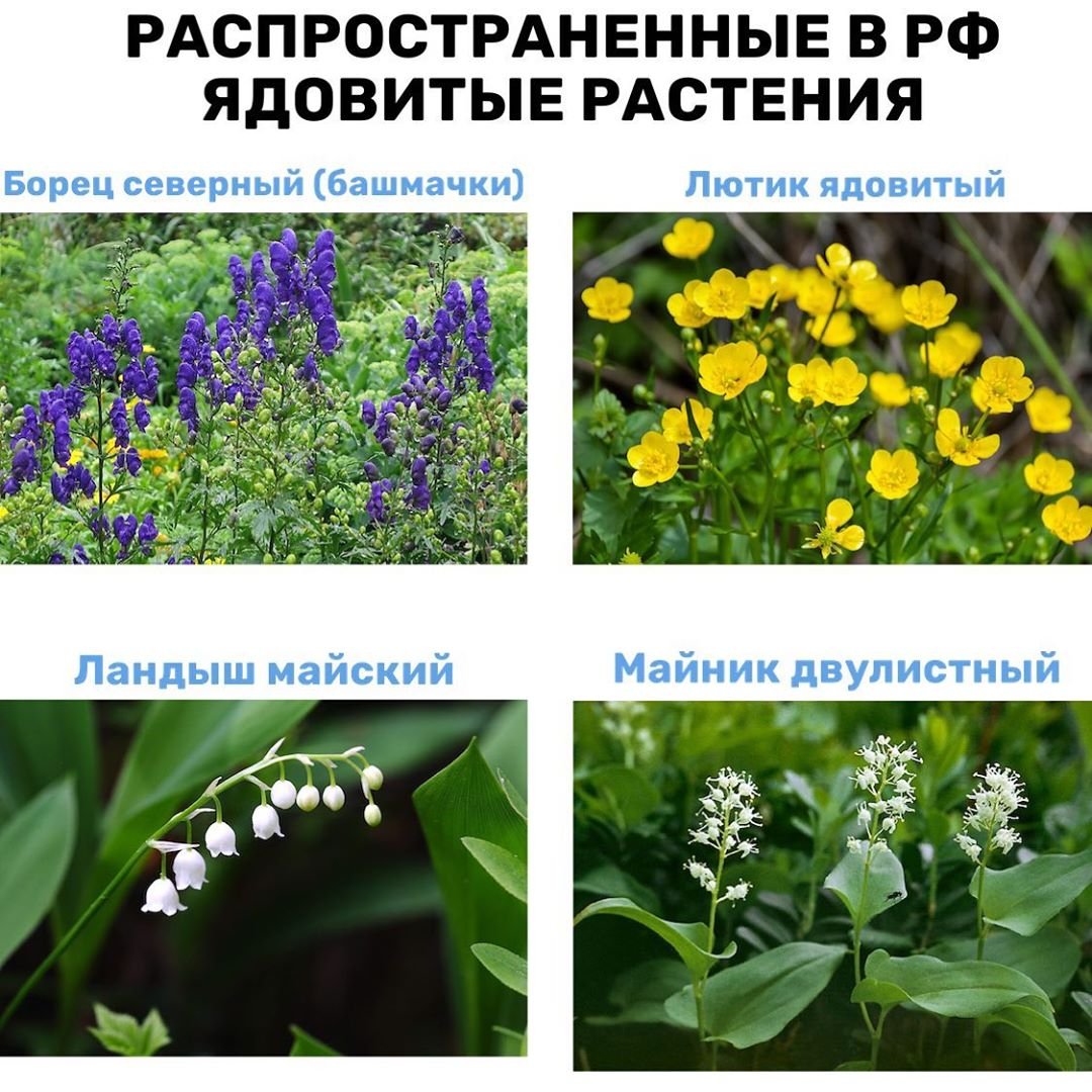 Красавка белладонна