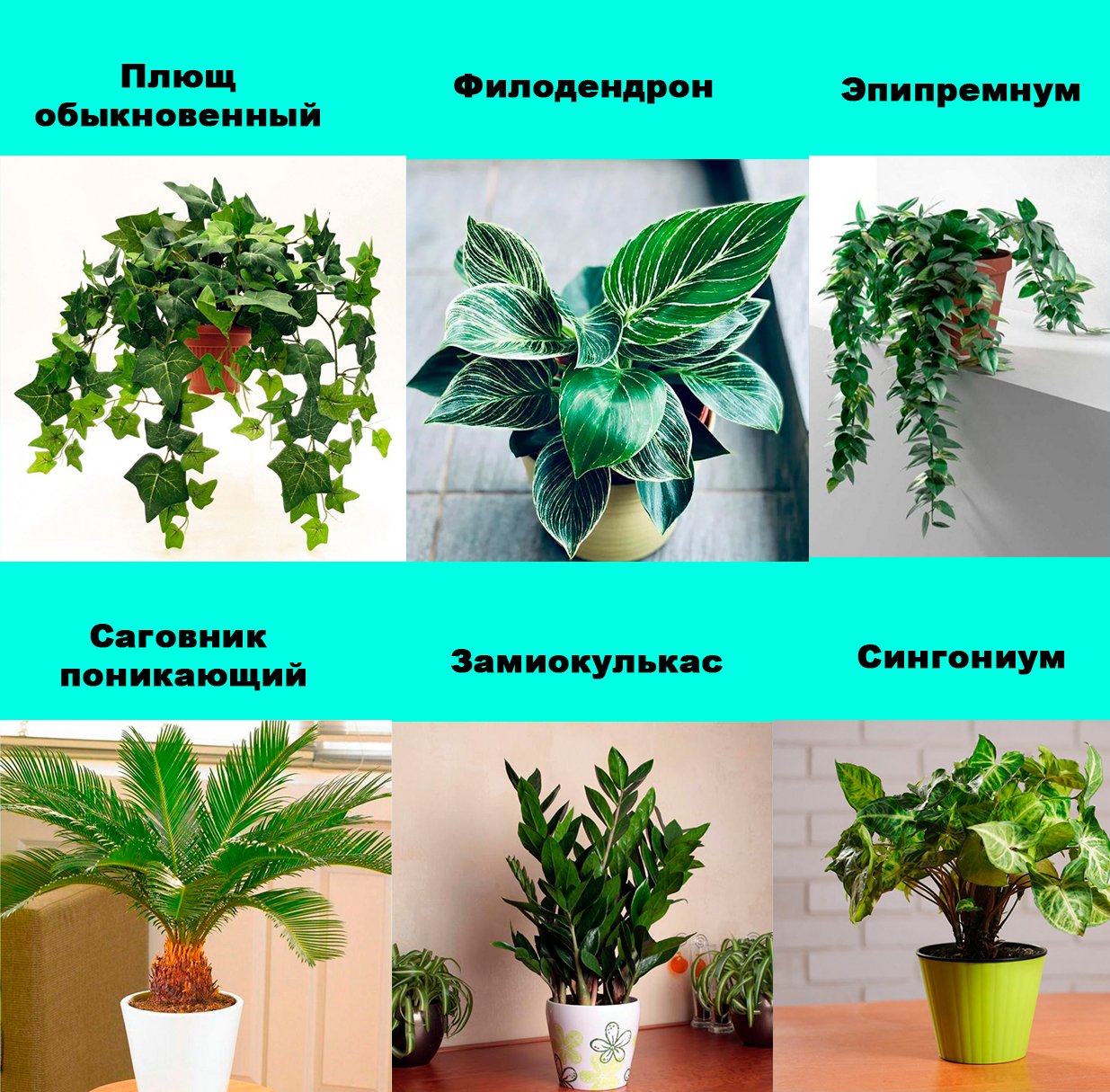 Кальмия tad