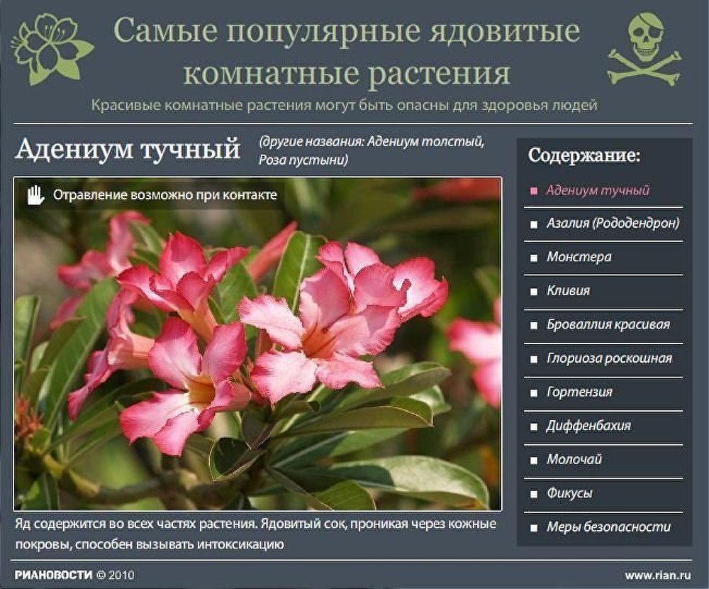 Пижма обыкновенная красная книга