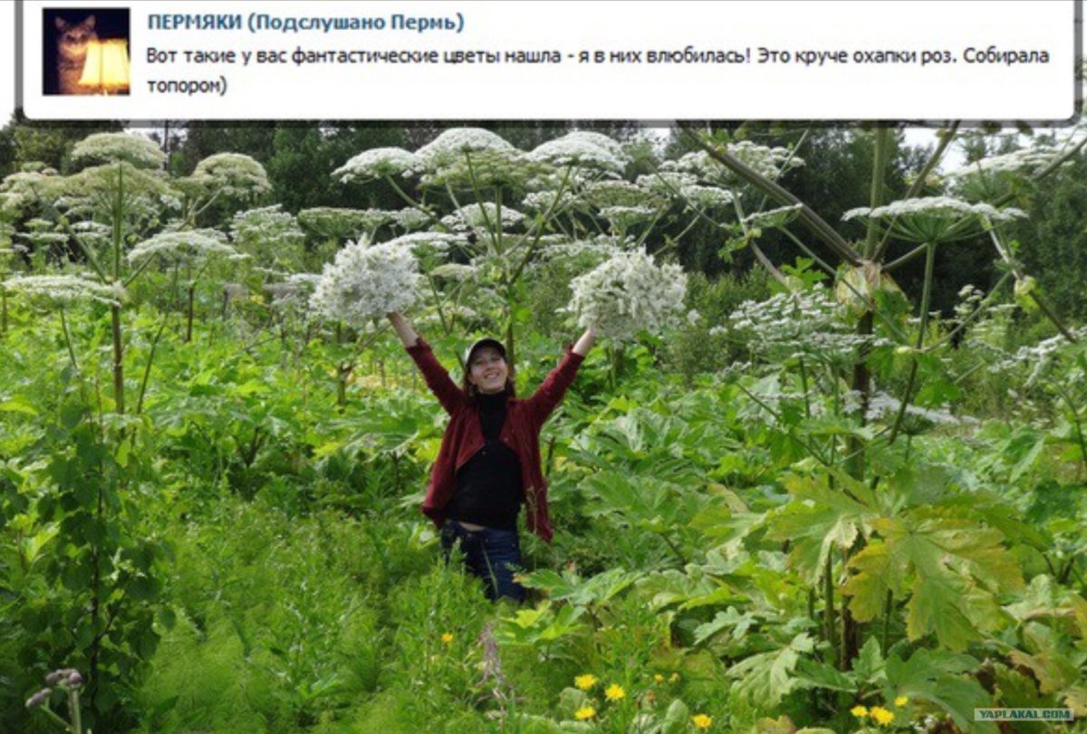 Лечебные растения Ульяновской области
