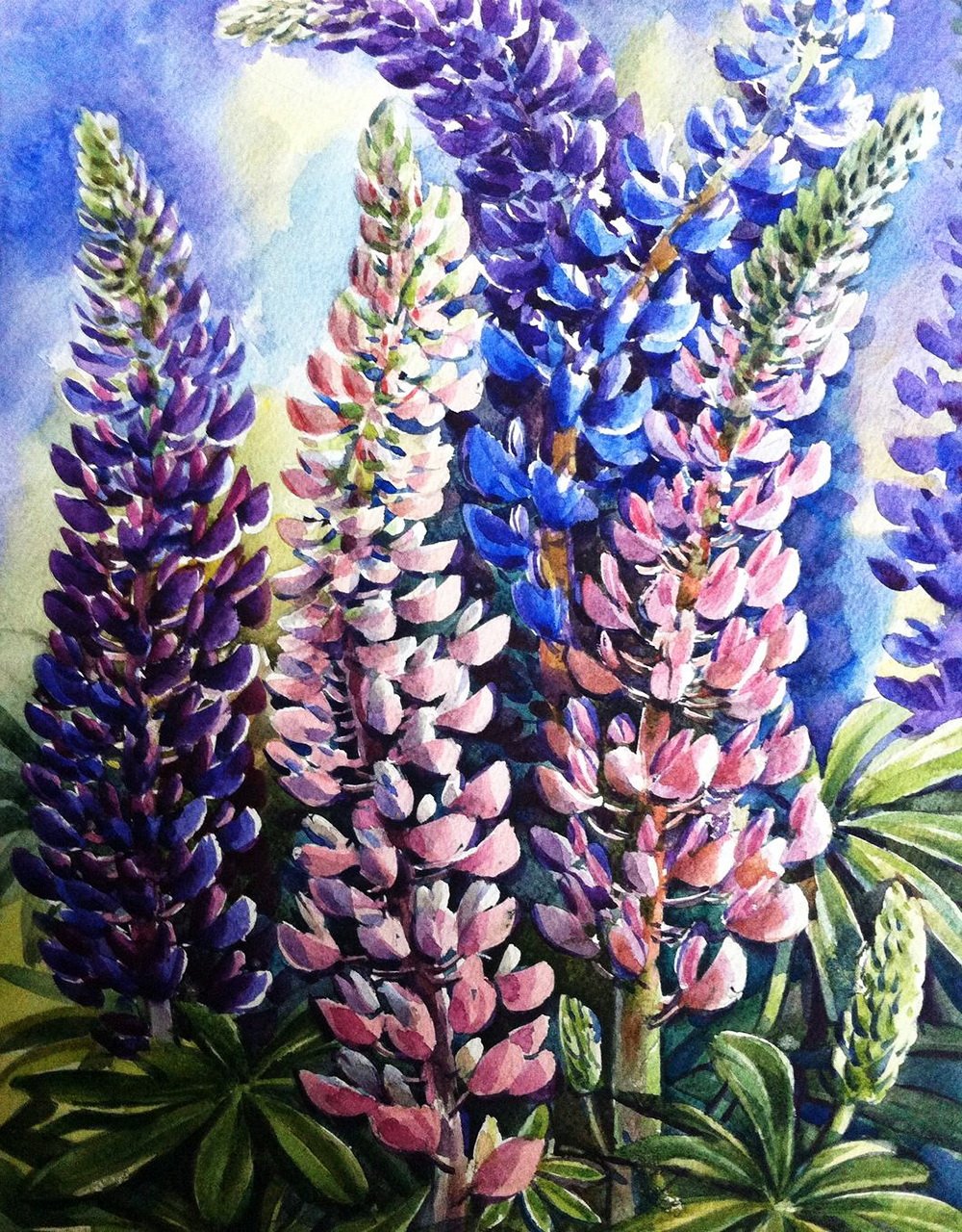 Lupinus / Люпин ’Minarette’
