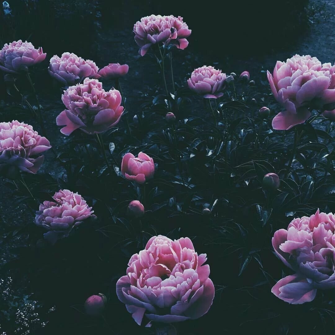 Пионы aesthetic