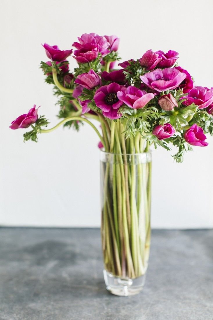 Гвоздика Ikebana