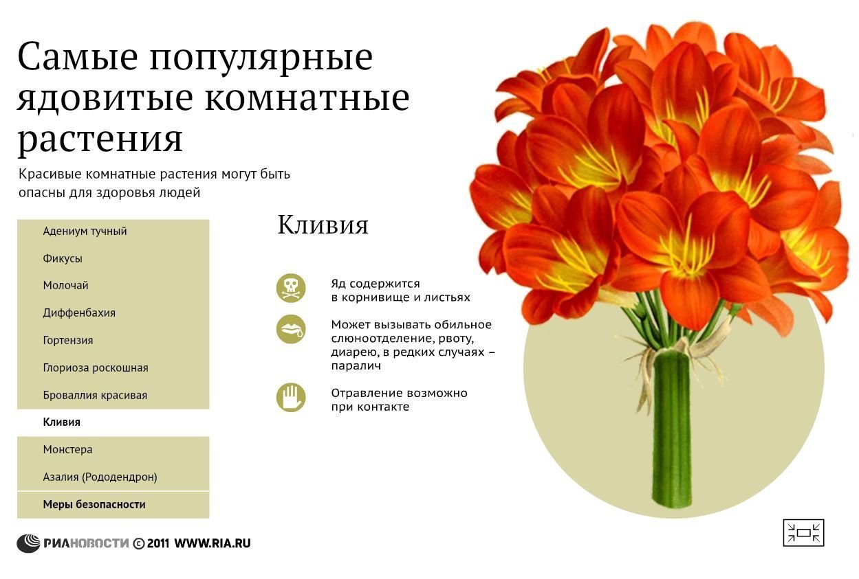 Лютик многоцветковый еловый лес