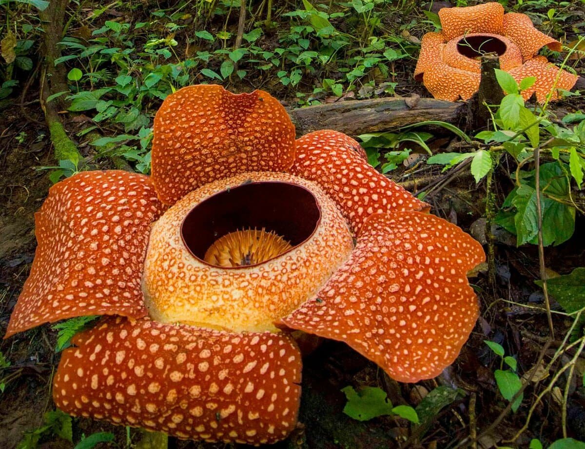 Молочай Euphorbia seguieriana