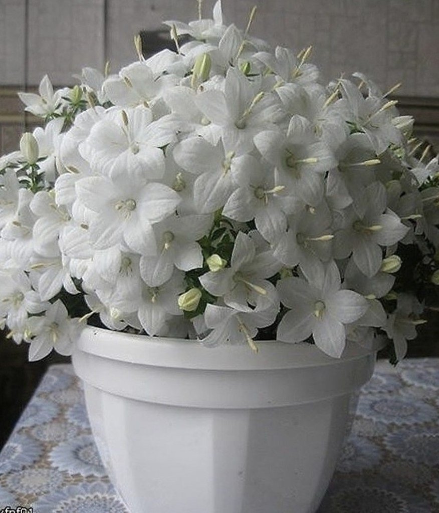 цветок домашний с белыми цветами фото