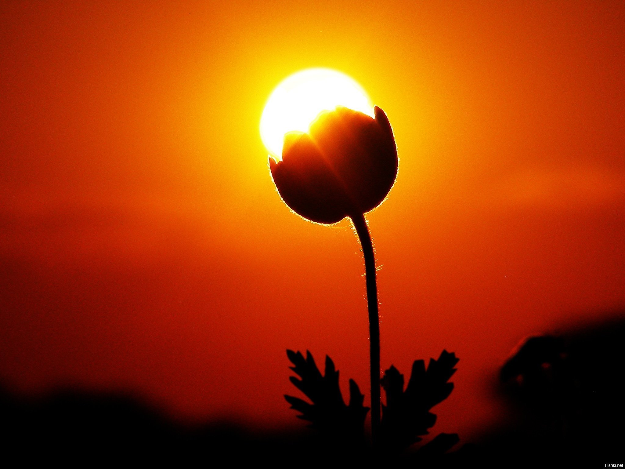 Sun is life. Цветы на закате. Цветы на фоне солнца. Цветы на фоне заката. Растения на фоне солнца.