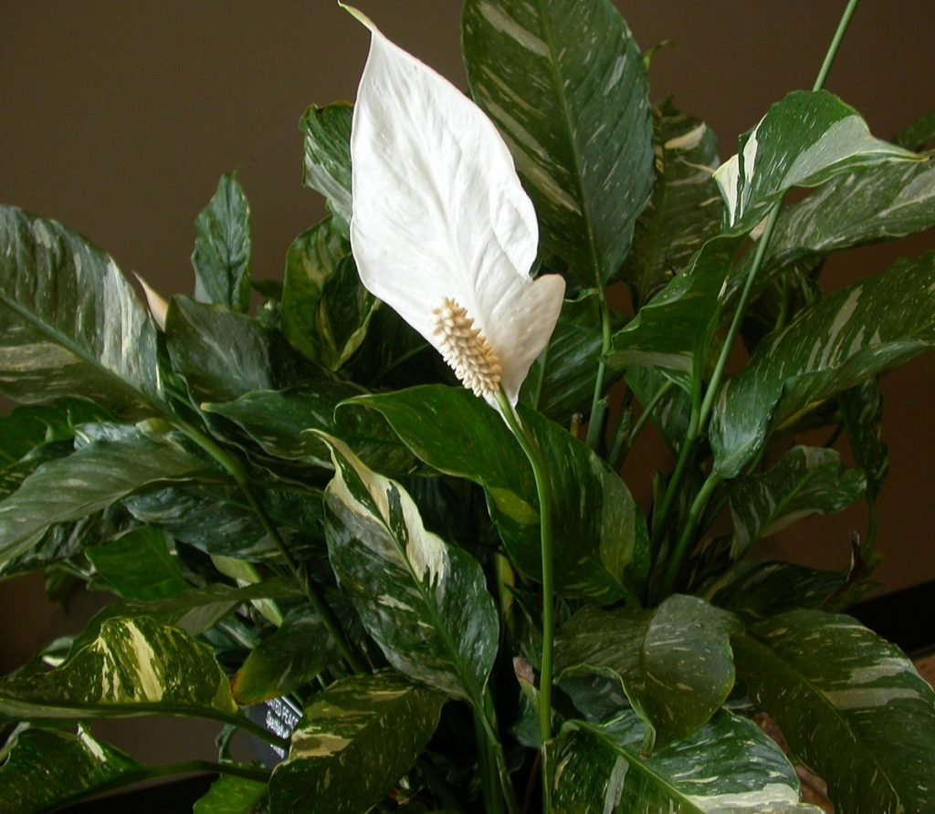 Лилия (Амазонская Лилия эухарис)