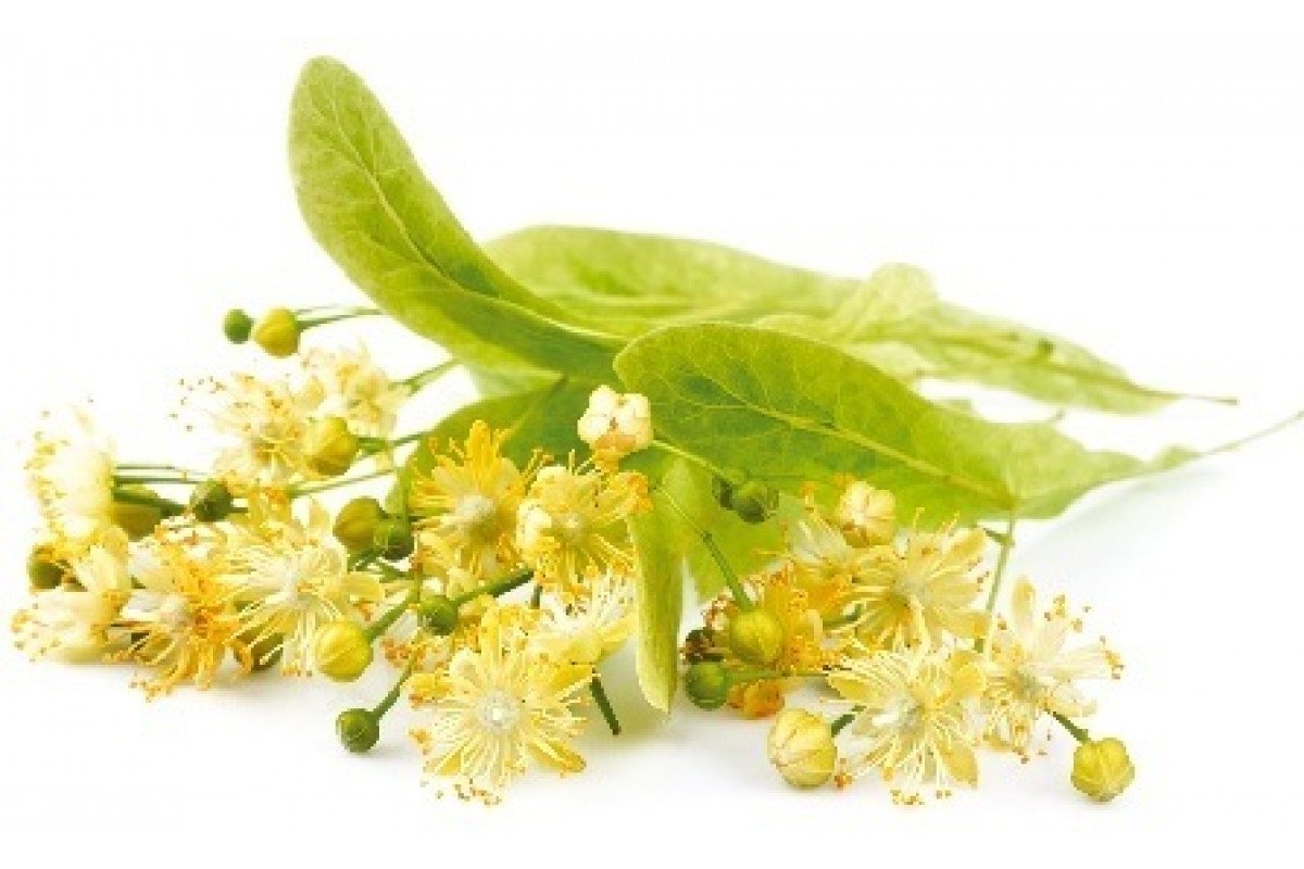 Липа цветки