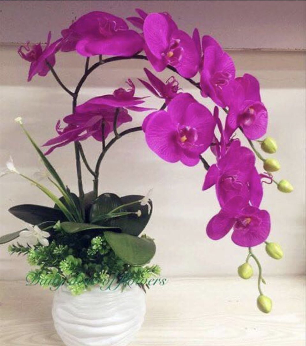 Орхидея живая цветок. Фаленопсис Bloemfontein. Комнатный цветок Орхидея фаленопсис. Фаленопсис Anthura. Композиции с орхидеей фаленопсис.
