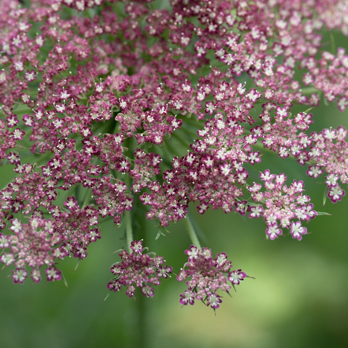 Daucus carota С†РІРµС‚РѕРє