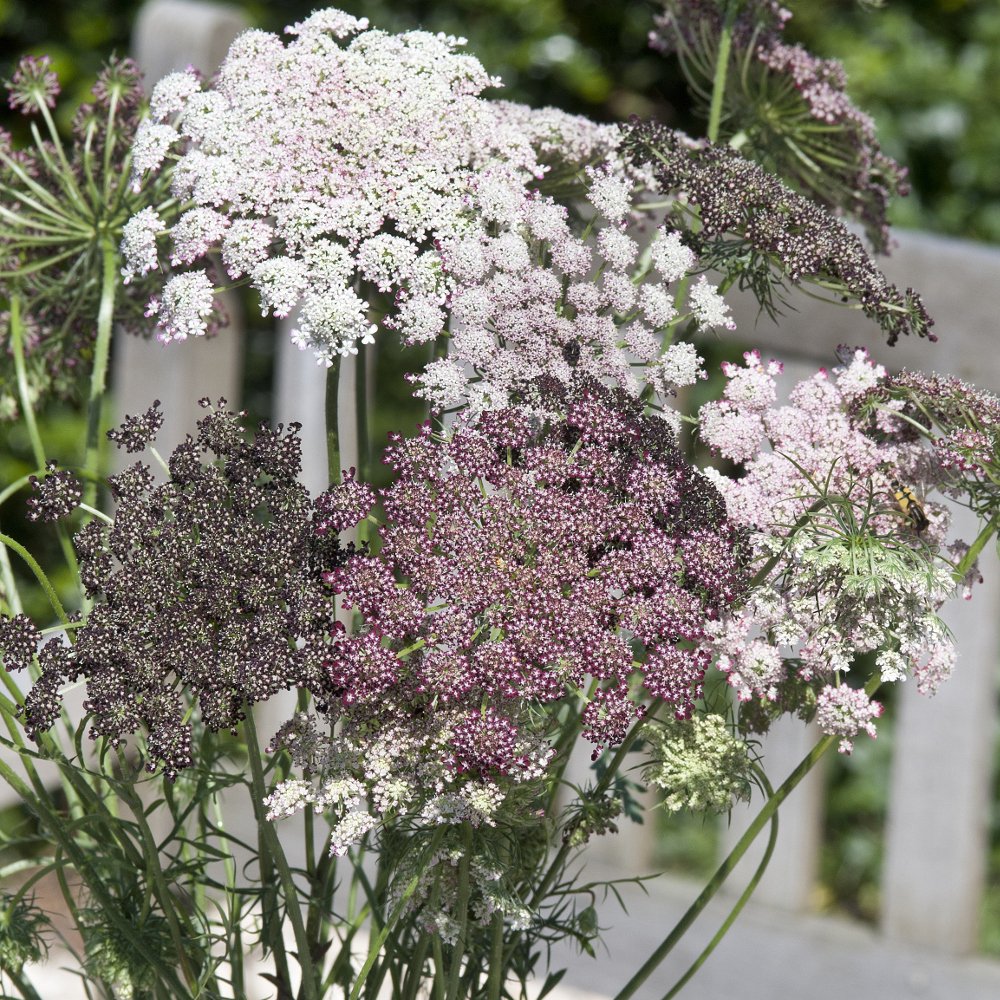 Амми Daucus carota