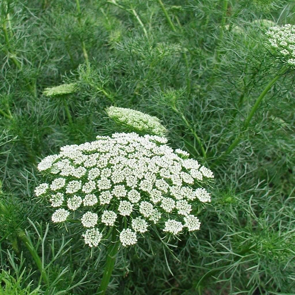 Ammi majus