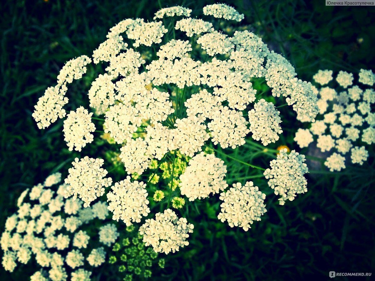 Амми Грин мист