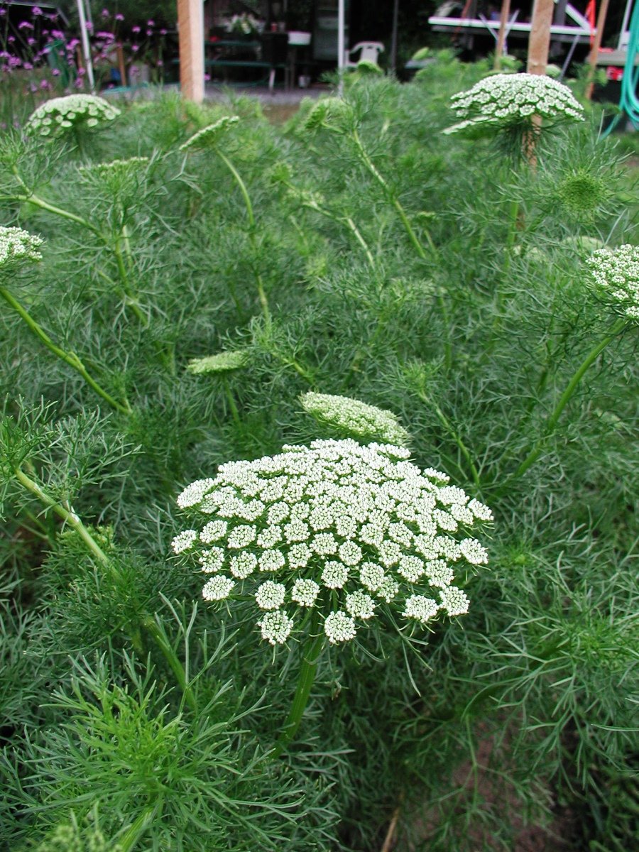 РђРјРјРё Visnaga