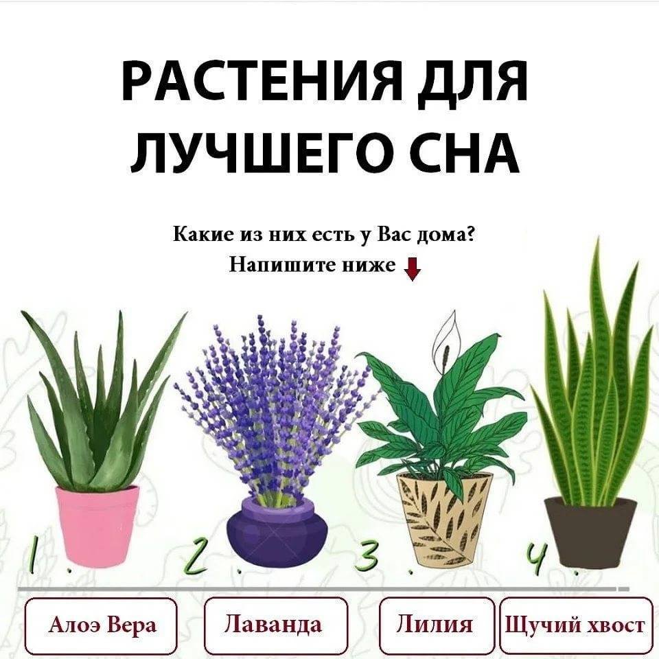 Домашние цветы в инстаграме