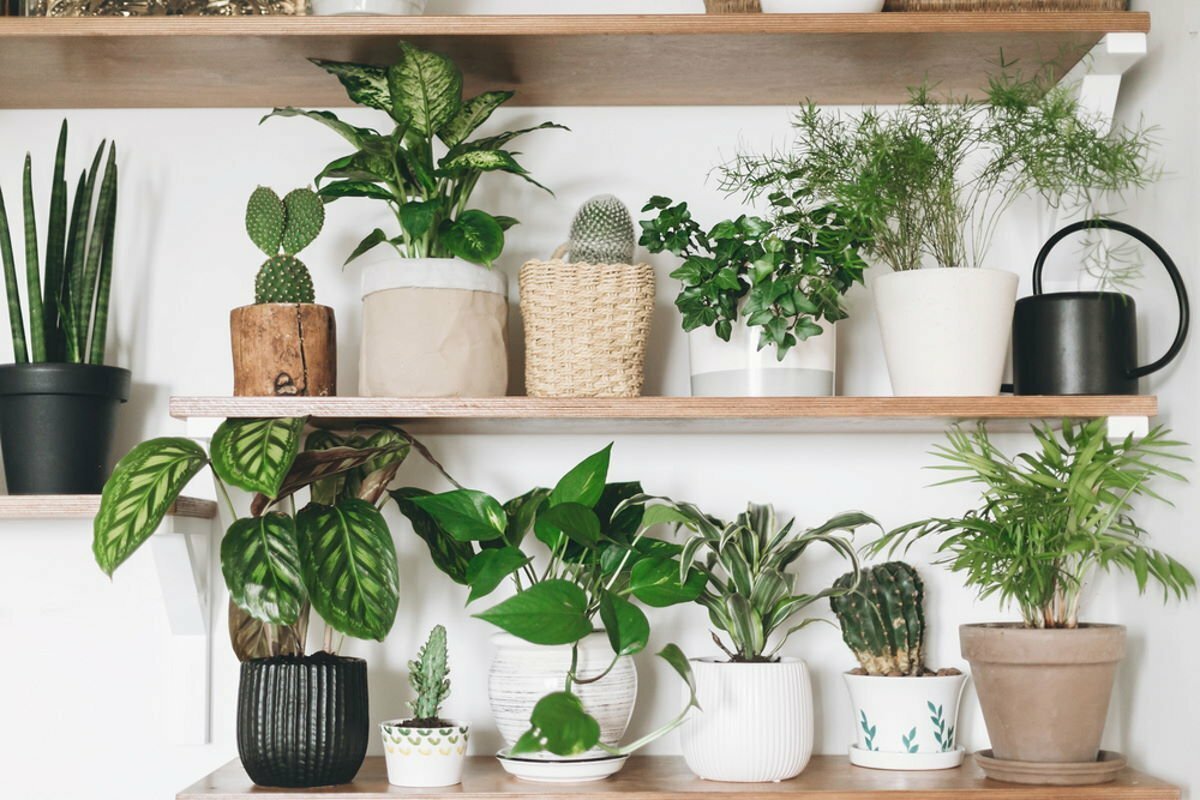 Urban Jungle интерьер Калатея