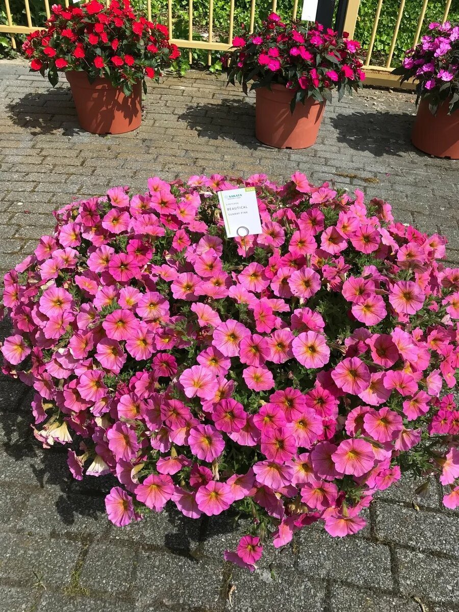 Петуния Beautical Sunray Pink