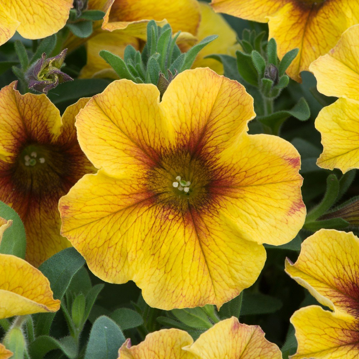 Петуния Beautical Caramel Yellow