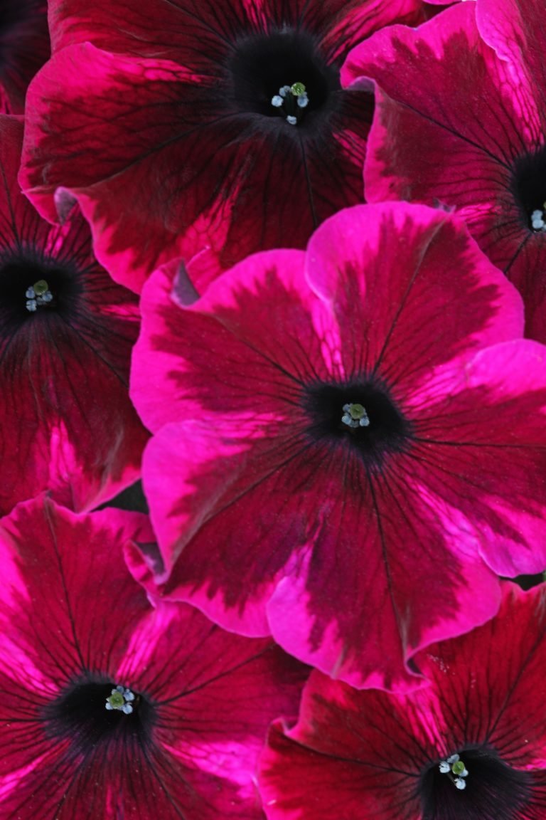 Петуния Crazytunia Cosmic Purple