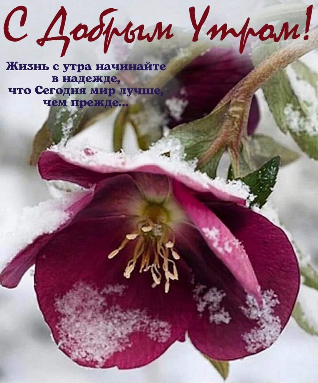 Морозник зимний цветок