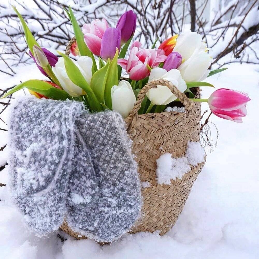 Цветы в снегу